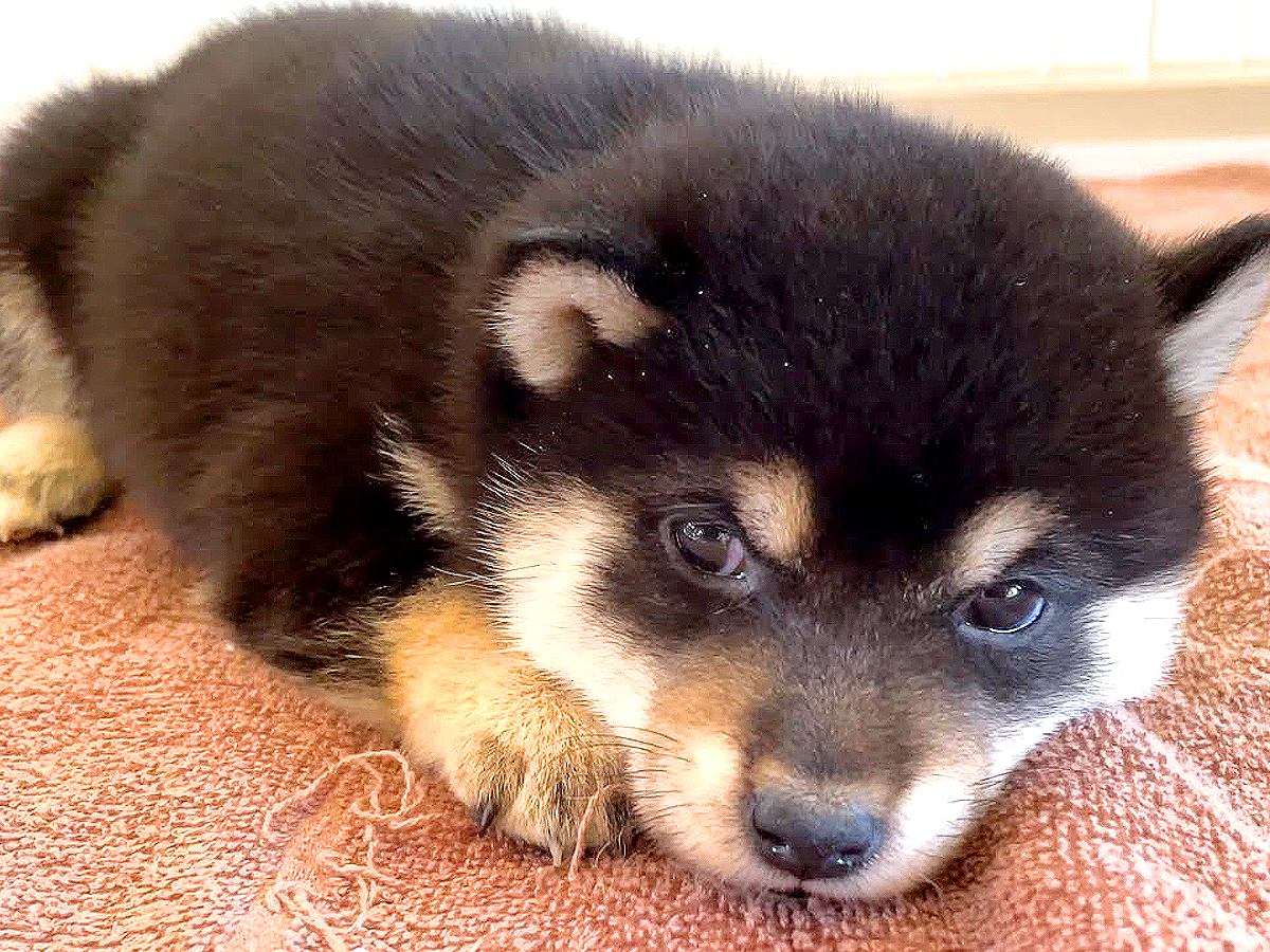 『生きたぬいぐるみ？』生後20日の赤ちゃん犬…国宝級に可愛い姿が34万再生「地球上で一番かわいい生命体」「まんまるでたまらん」と悶絶