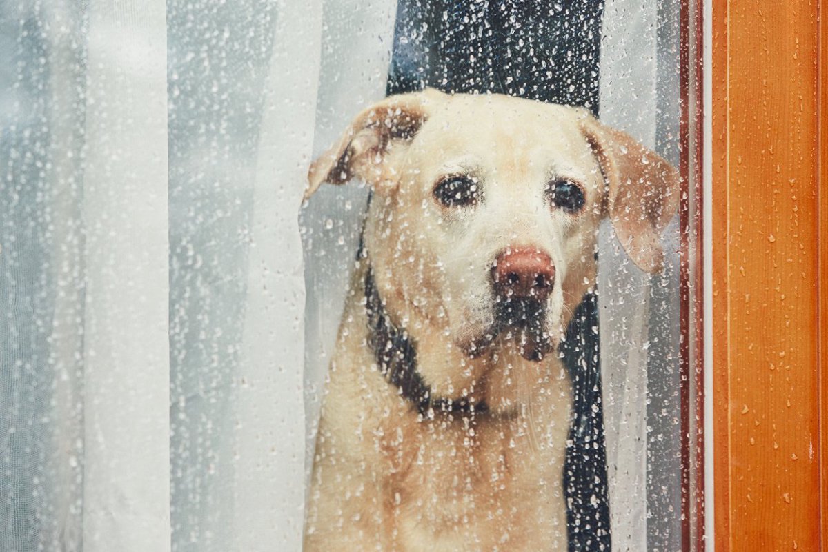 梅雨になりがちな『犬の病気』5つ　湿度が高い時期に気をつけるべきことまで