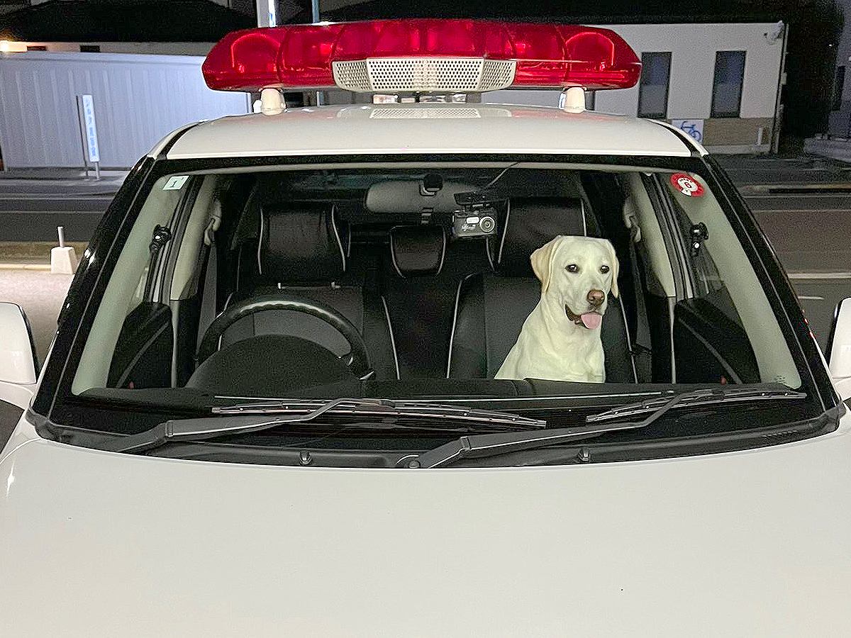 夜のドライブをしていたら…『ヒッチハイクする犬』を発見し警察も出動する事態に！「乗り慣れてて笑った」と279万表示の大反響