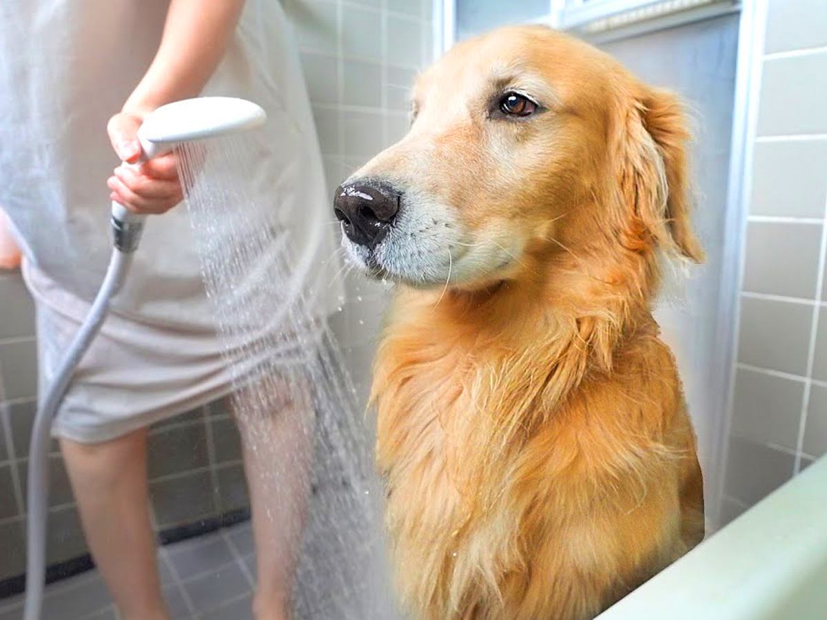 『お風呂が嫌すぎる犬』を入れた結果…まさかの『悟りを開く瞬間』が面白すぎると88万再生「虚無すぎるｗ」「ガクブルして可愛い笑」