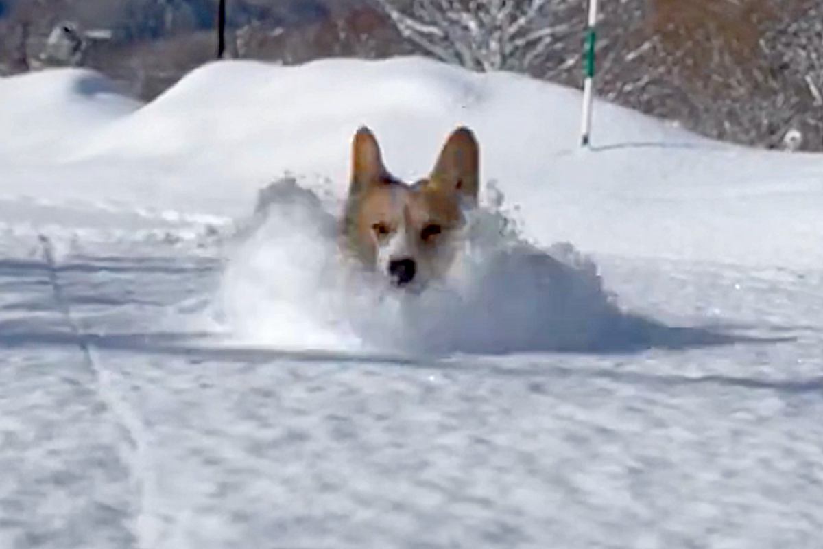 札幌で犬が『雪の中』を走ったら…ものすごい勢いで駆け抜ける姿が勇ましすぎると107万表示「まるでラッセル車」「かっこいいな」
