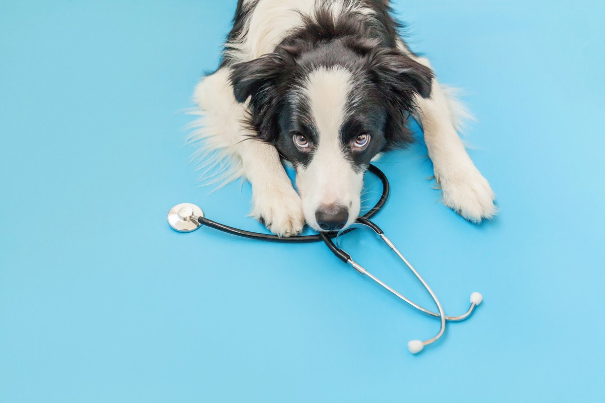 犬が『貧血』になっているときの４つのサイン…見極めるべき症状や飼い主にできることとは？