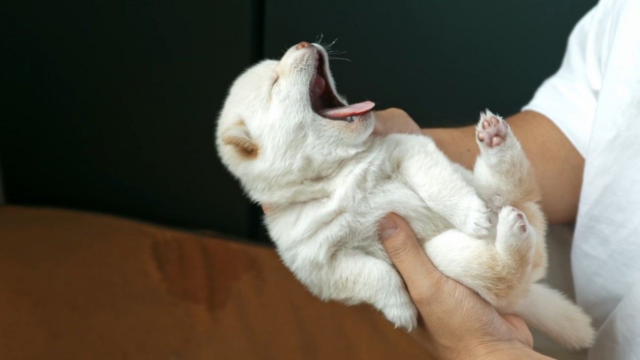 柴犬ファミリーのモーニングルーティンに142万人骨抜き「世界を救う可愛さ」「ステキな暮らしうらやましい」大絶賛