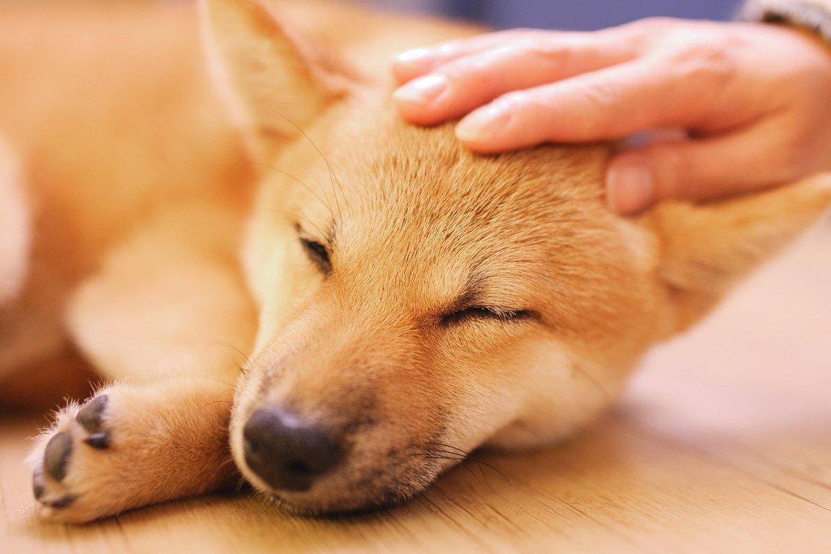犬が喜ぶ『撫で方』6選 うれしい気持ちになる方法と絆を深めるスキンシップとは? | わんちゃんホンポ