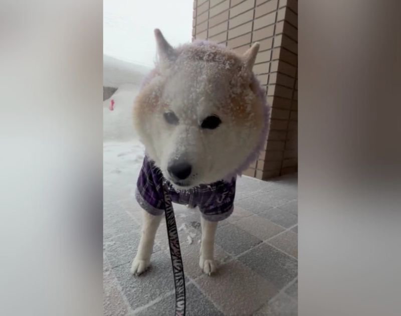 犬が雪の中お散歩に行った結果…全身の色が変わってしまう姿に1万3000いいね集まる「白柴に変身してるｗ」「雪国のお犬逞しい」
