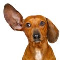 犬が嫌がる音はしつけに効果的？嫌いな音の種類や注意点など
