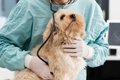 動物病院で犬の心拍…の画像