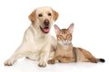ペットの犬や猫の排…の画像