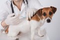 飼い犬のワクチン接…の画像