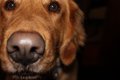 犬の遺伝性夜盲症の…の画像