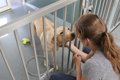 犬舎施設の犬の福祉…の画像