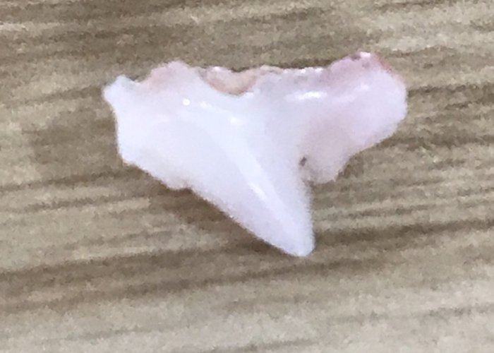 トイプードルの乳歯