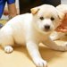 赤ちゃん犬が『はじめての注射』をした結果…病院で『恐怖』する姿が35万再生「耳垂れちゃうのヤバいｗ」「信じられないほど可愛い」と悶絶