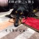 老犬の余命宣告