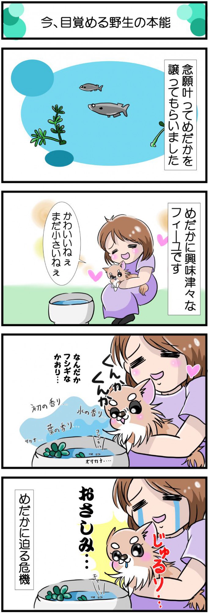 かわうそちわわ。【その487】