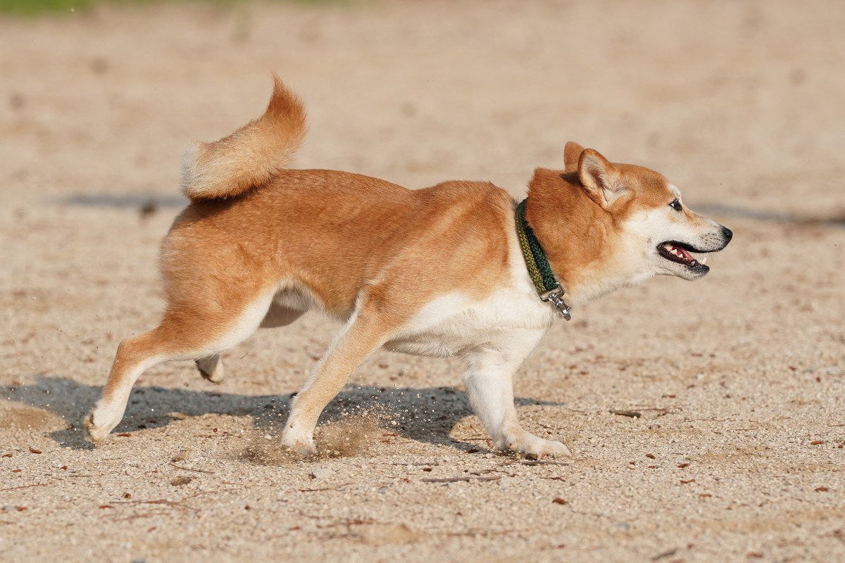 犬にはなぜ『尻尾』がある？ 4つの役割に「知らなかった」「可愛いだけじゃなかったのね」 | わんちゃんホンポ