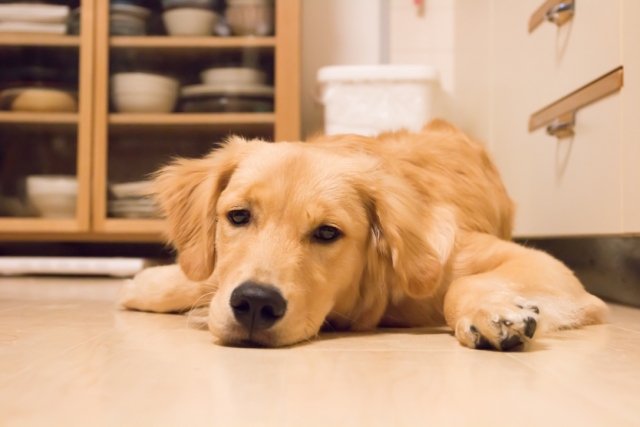 犬がかかりやすい病気