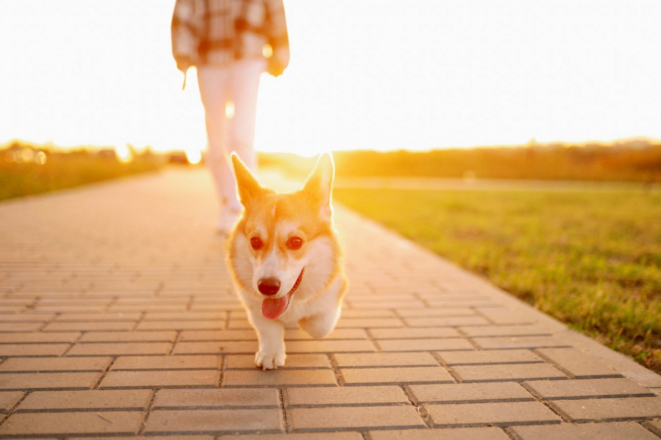 犬 飼い主 人気 リード 話す