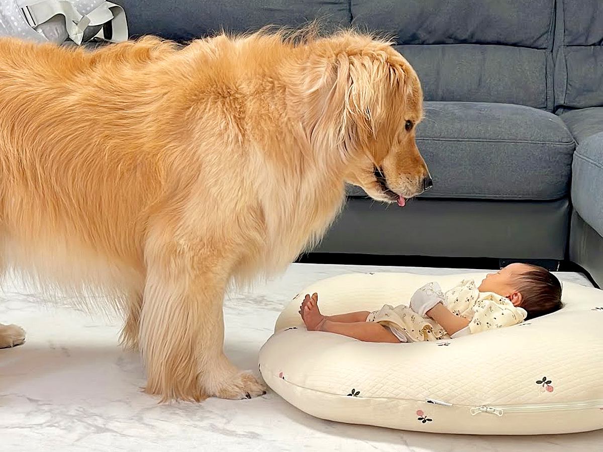 赤ちゃんがハイハイをしていたら、隣にいた犬が…まさかの『実力