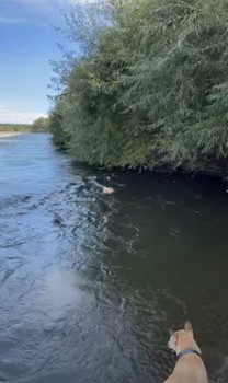 流される犬を心配する友犬