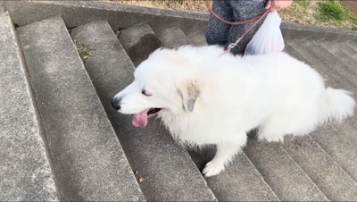 男性と一緒に階段を上る犬