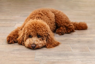 床に寝そべる犬