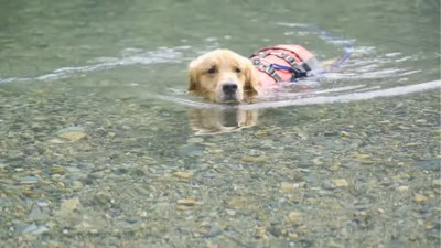 泳いで戻ってくる犬