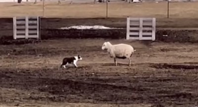 羊と対峙する犬