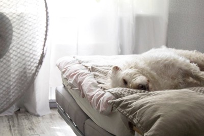 飼い主のベッドに横たわる白い犬
