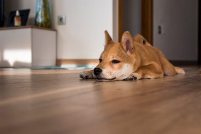 床に伏せる柴犬