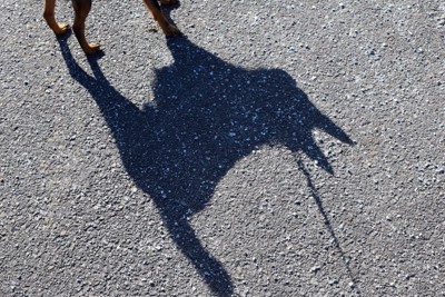 アスファルトに映る犬の影