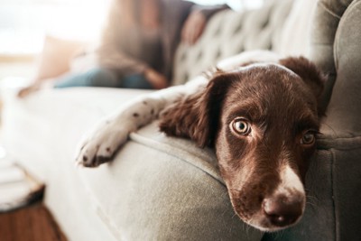 女性と伏せる犬