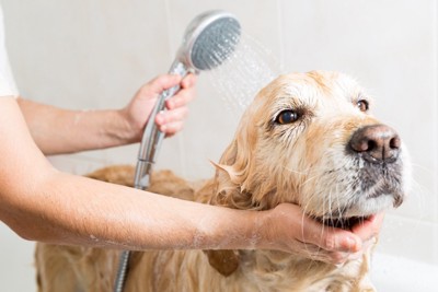 シャワーをかける犬