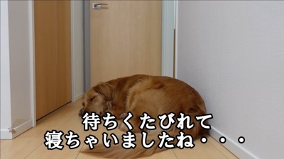 よもぎちゃんのお留守番7