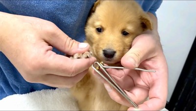 不安そうに爪切りを見る茶色い子犬