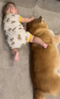 寝返りを打とうとする赤ちゃんと寝転がる柴犬1