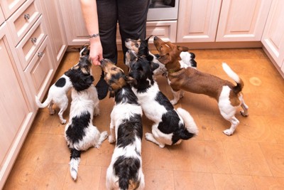 キッチンで飼い主に詰め寄る何匹もの犬
