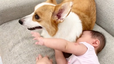 赤ちゃんに顔をうずめられている犬