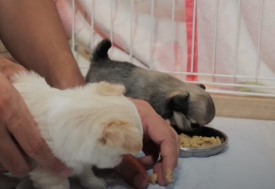 離乳食を手から食べる子犬