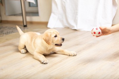飼い主とボール遊びをするラブラドールレトリーバーの子犬
