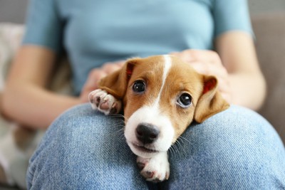 人の膝に乗ったテリアの子犬