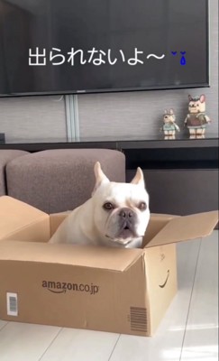 箱に入る犬3