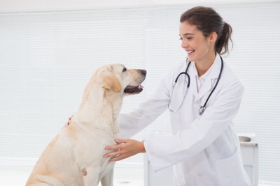獣医と見つめ合う犬