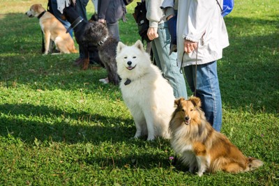 横一列に並ぶ犬と飼い主