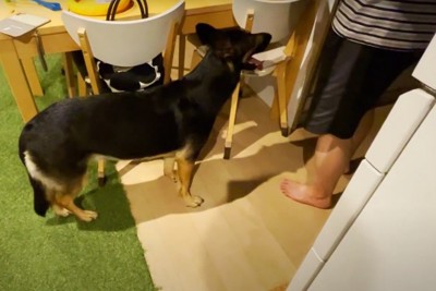 キッチンに立つ人の横にいる犬