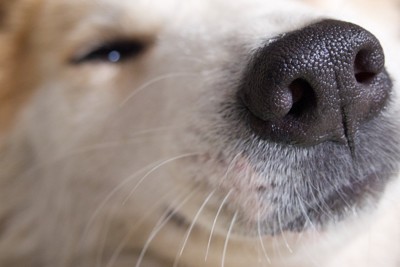犬の鼻と口元のアップ