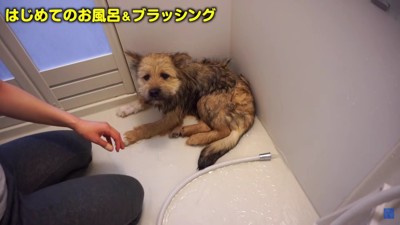 声かけしながらシャワーをかける