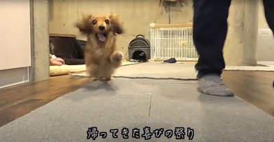 笑顔で室内を走るミニダックス