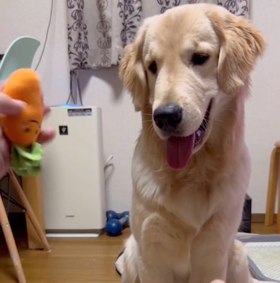 飼い主さん「こっちに隠すからね」