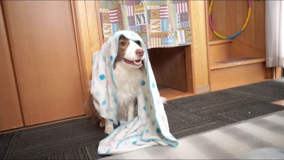 タオルをかぶった犬
